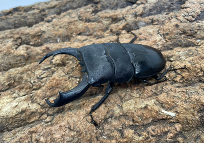 テイオウヒラタクワガタ