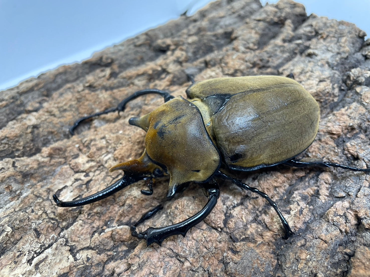 エレファスゾウカブト – INSECT SHOP KMY