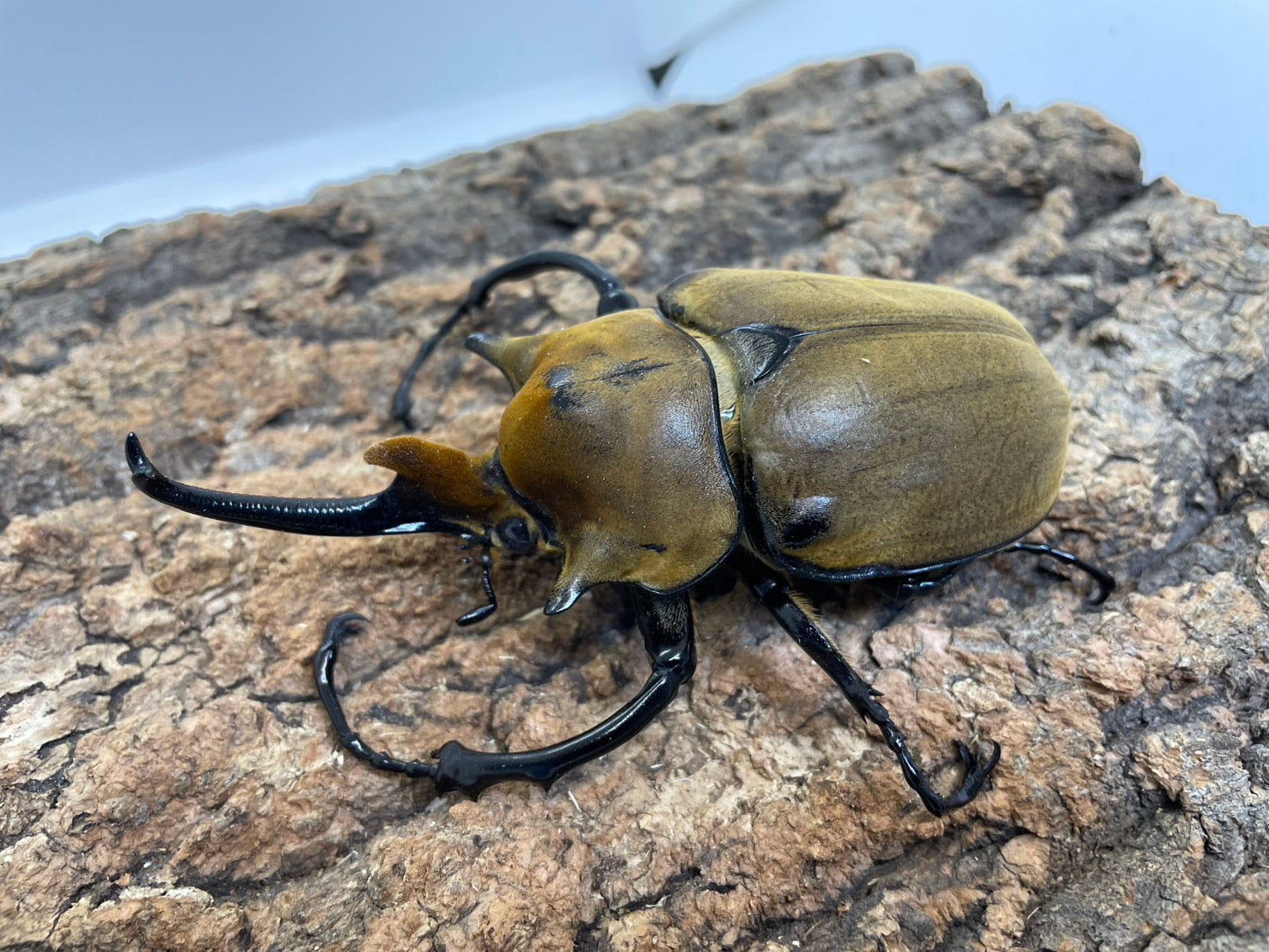 エレファスゾウカブト – INSECT SHOP KMY