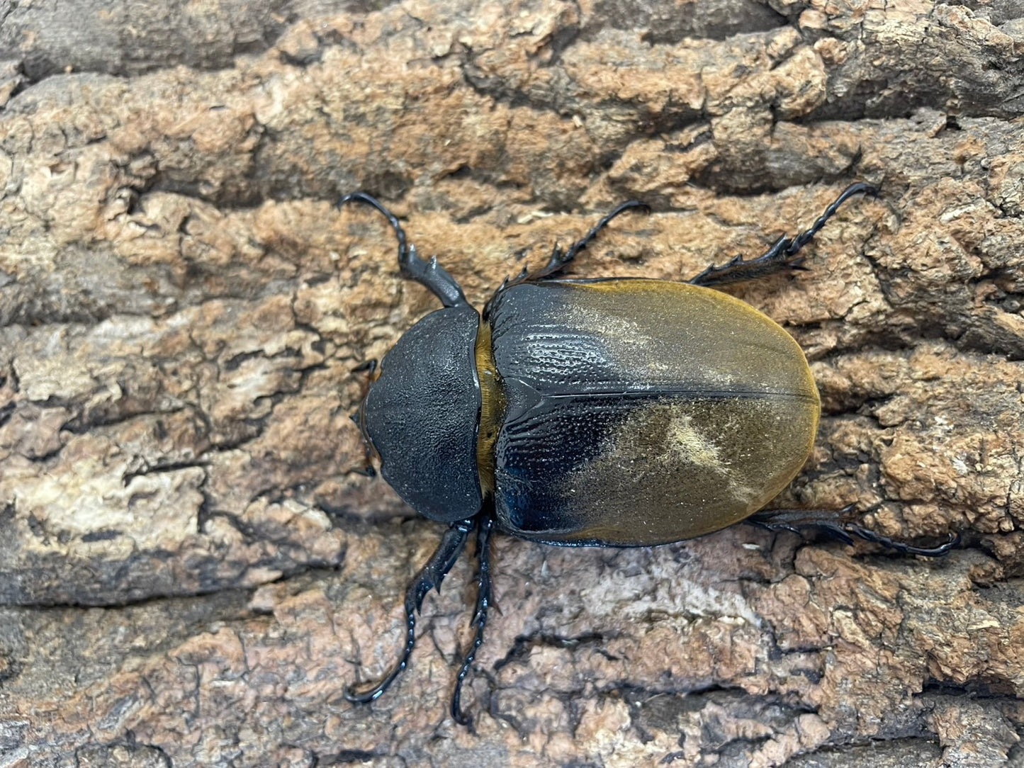 エレファスゾウカブト