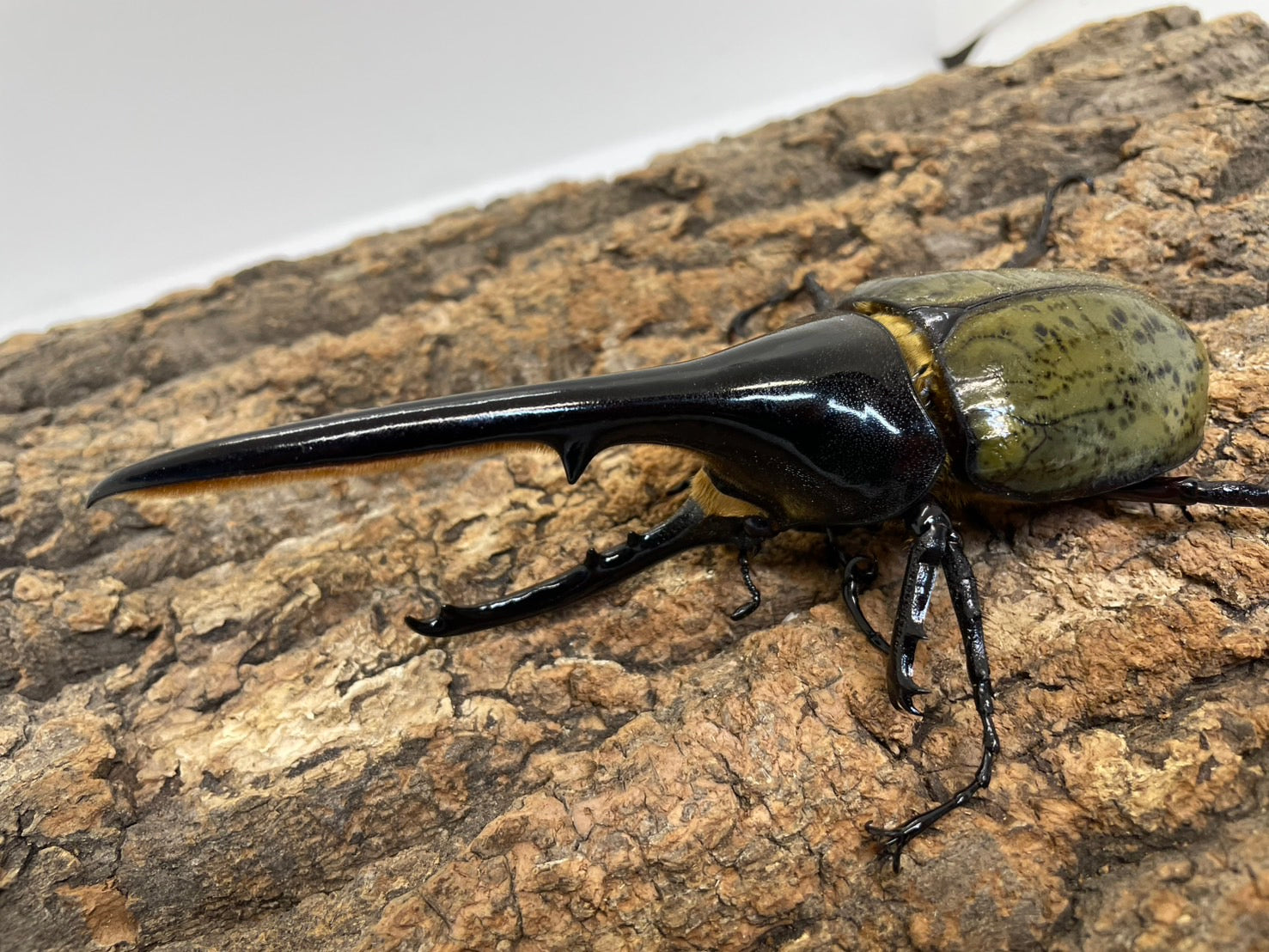 外国産大型カブト系 – INSECT SHOP KMY