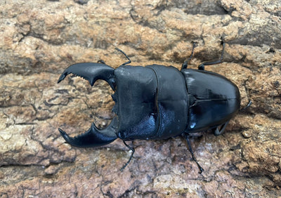 スマトラオオヒラタクワガタ
