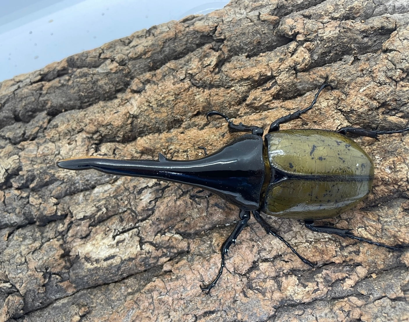 外国産大型カブト系 – INSECT SHOP KMY