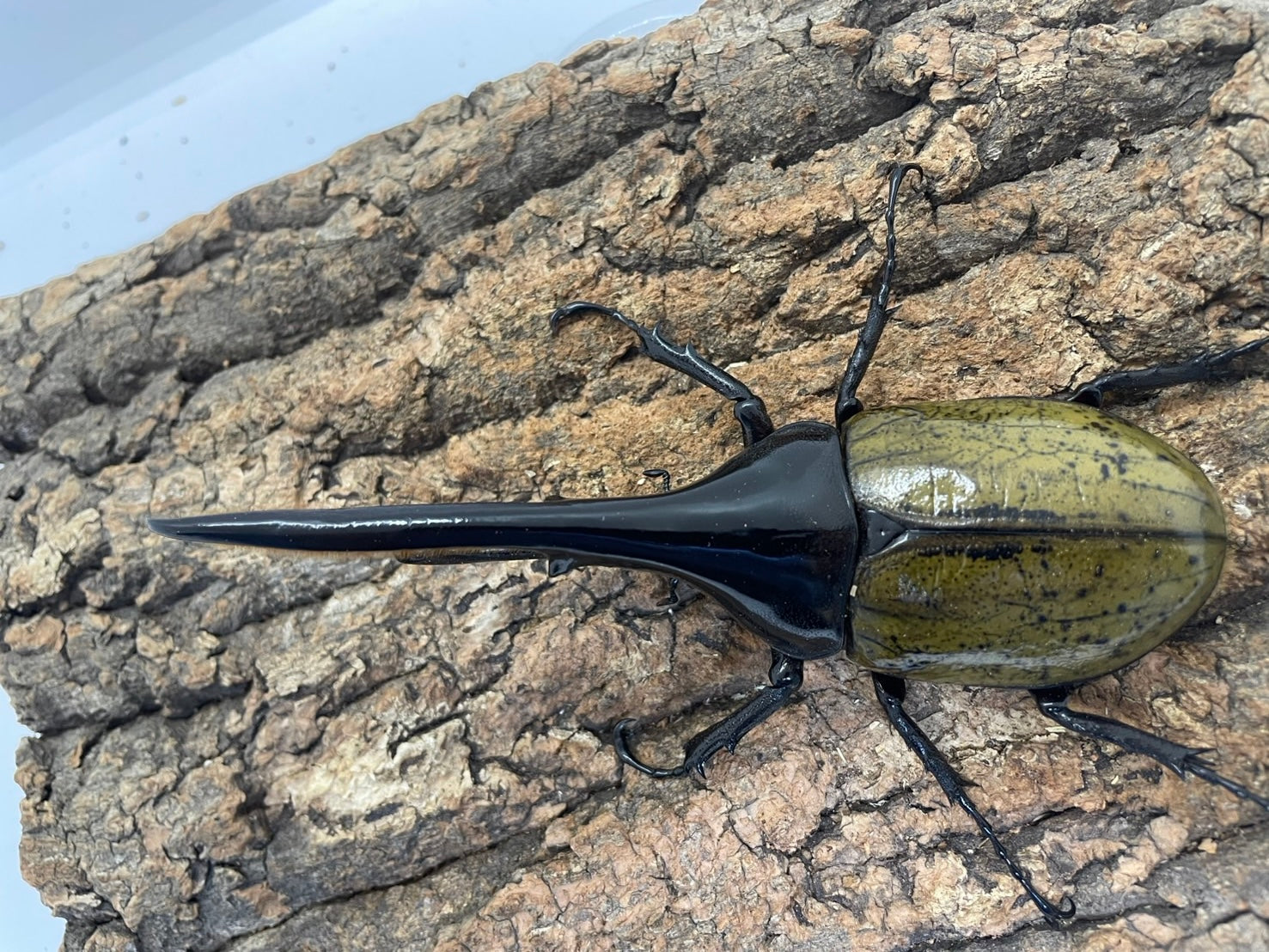 外国産カブト3種　標本　ネプチューン　リッキー　レックス（旧アクティオン） 外国産カブト3種 標本 ネプチューン リッキー レックス（旧