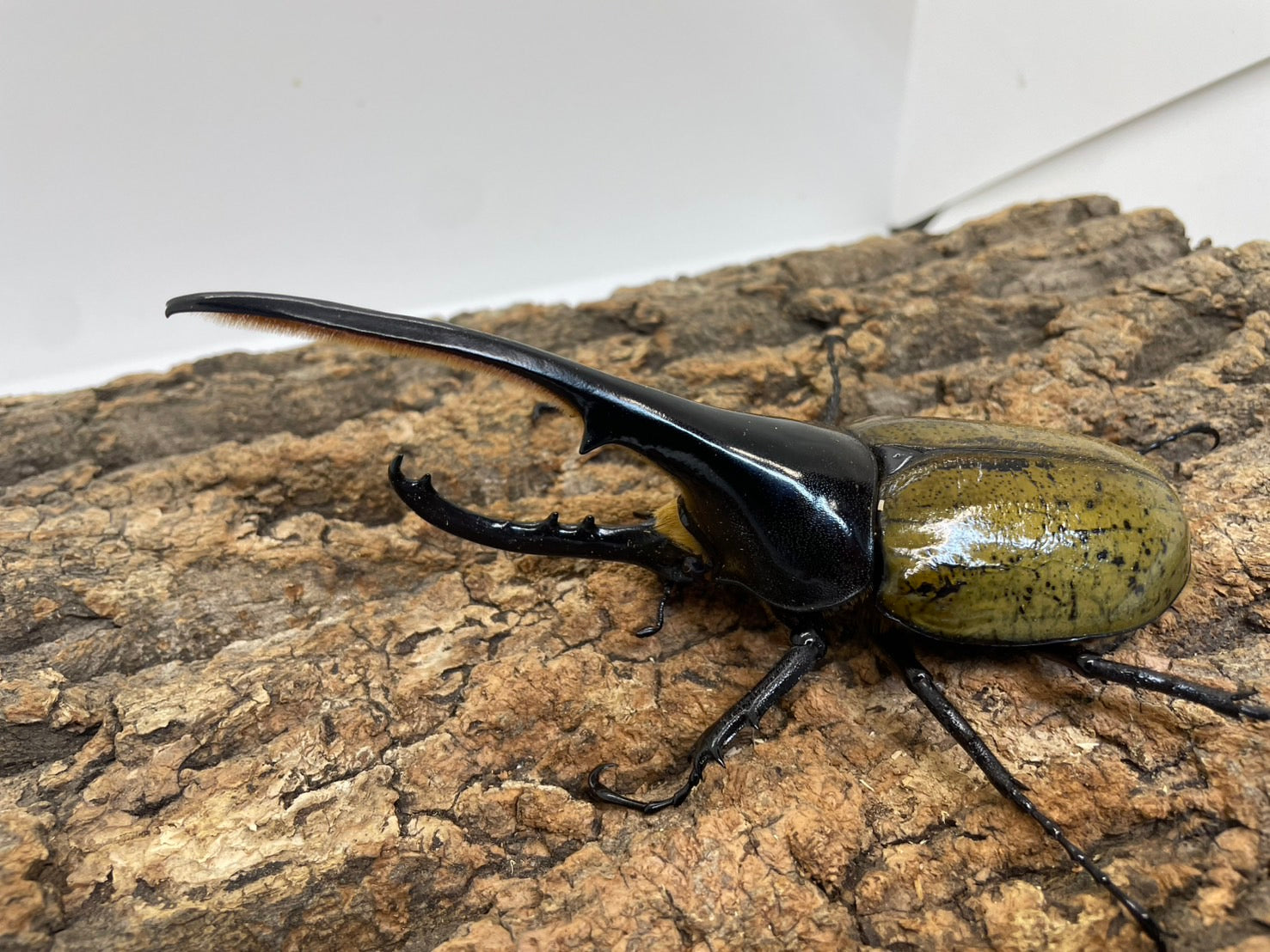 外国産大型カブト系 – INSECT SHOP KMY