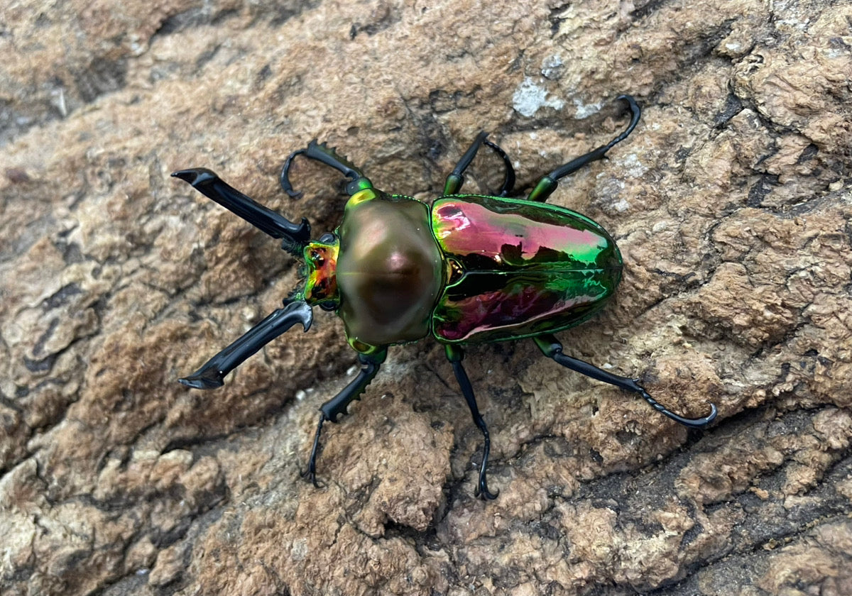 ニジイロクワガタ