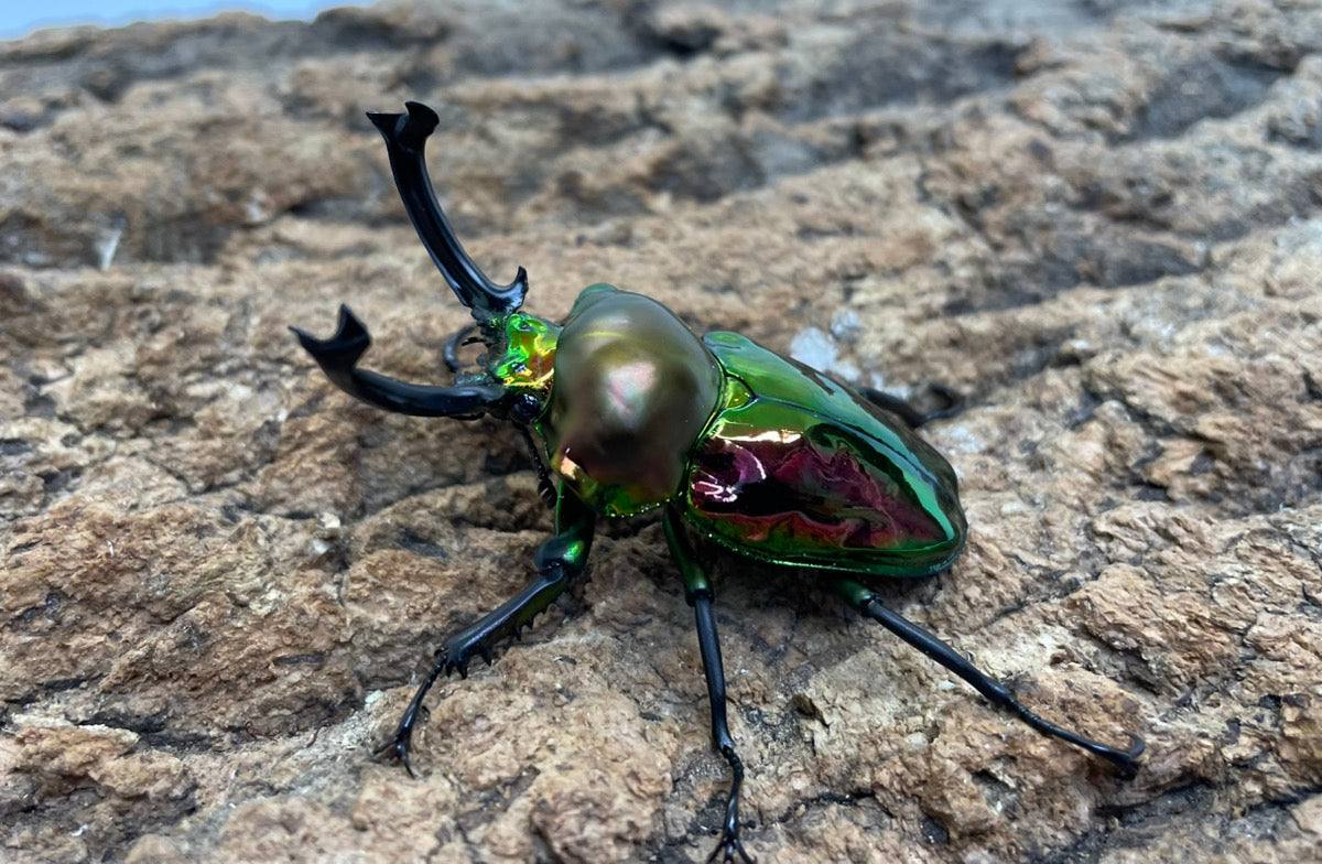 ニジイロクワガタ