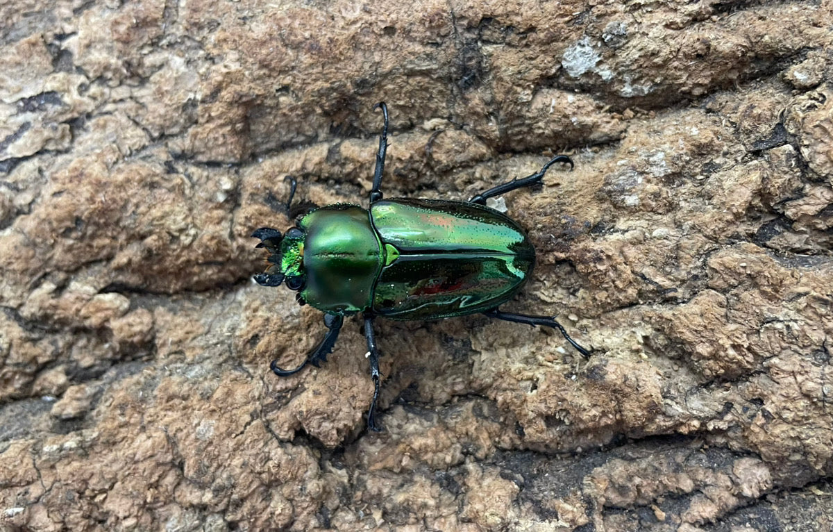 ニジイロクワガタ