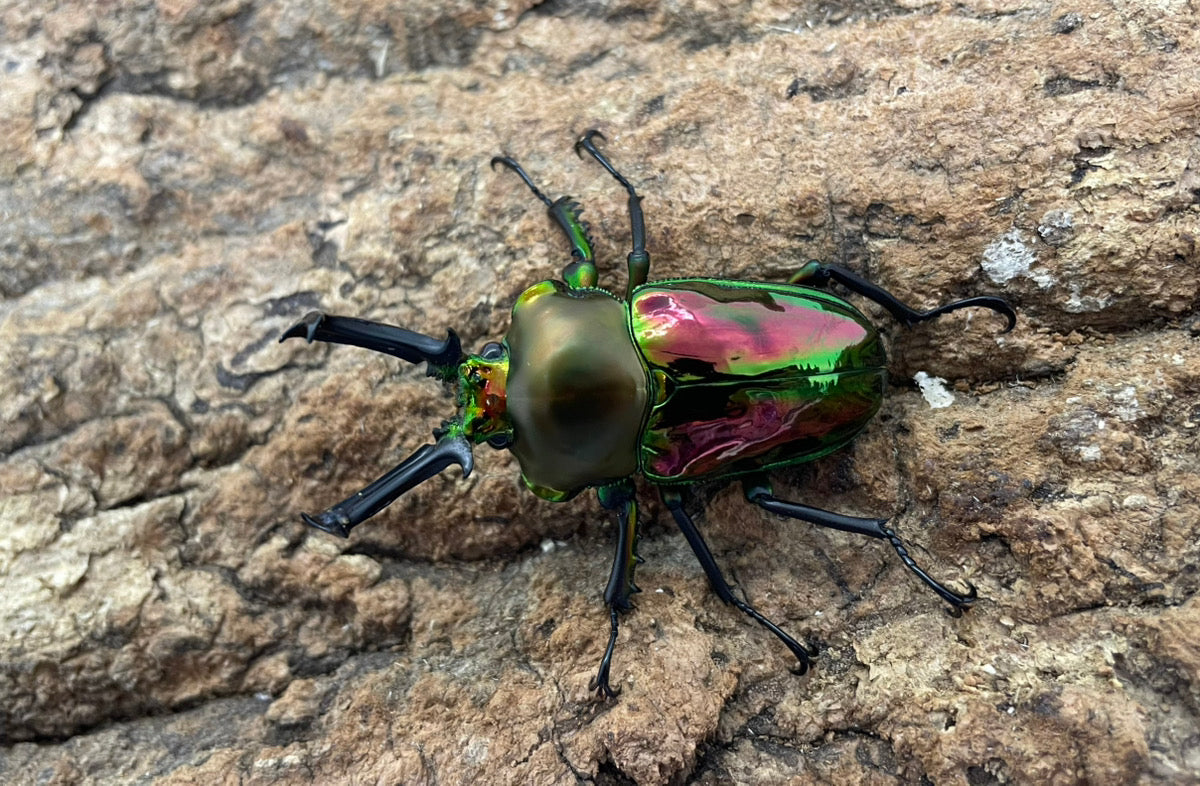 ニジイロクワガタ