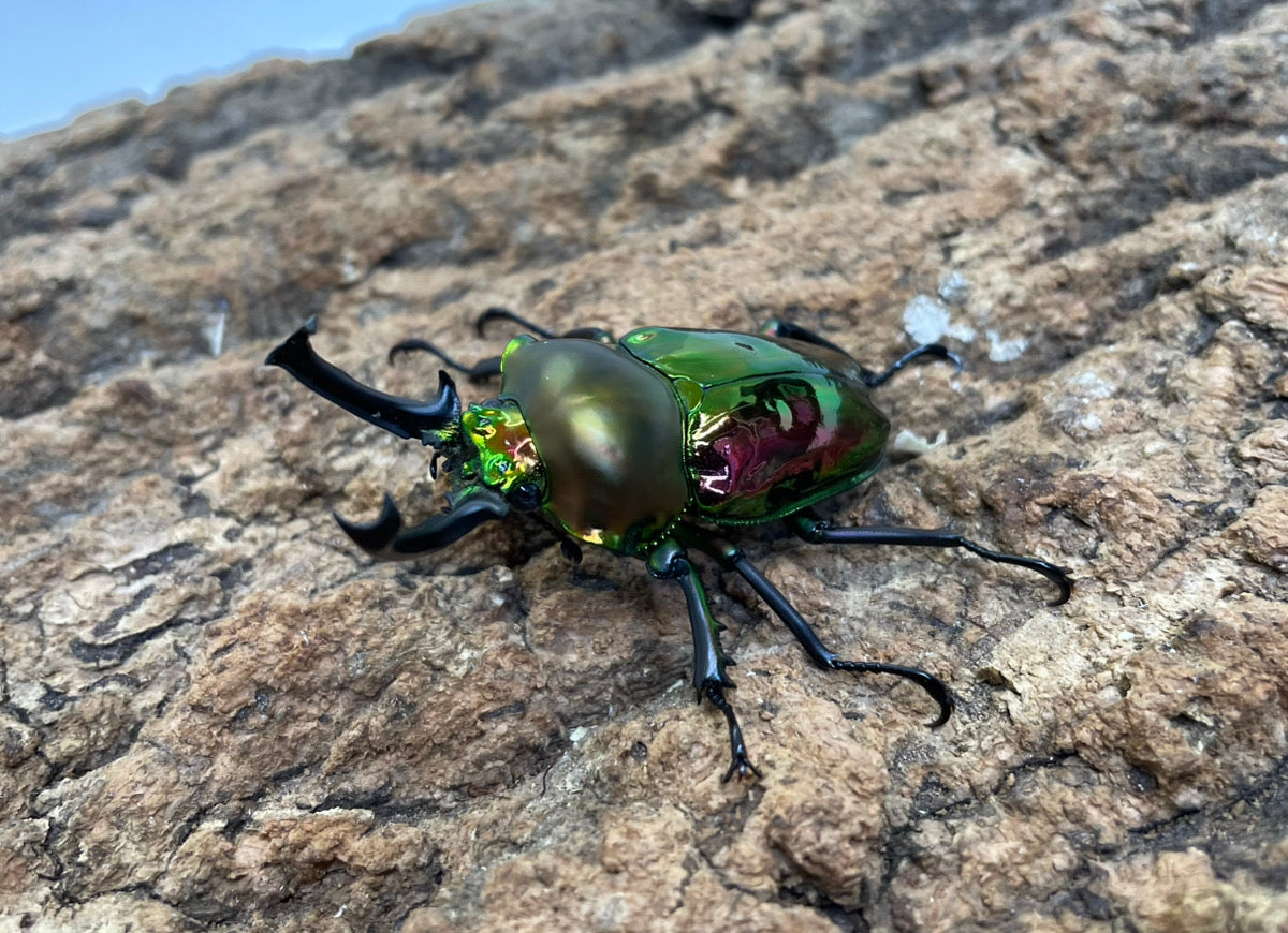 ニジイロクワガタ