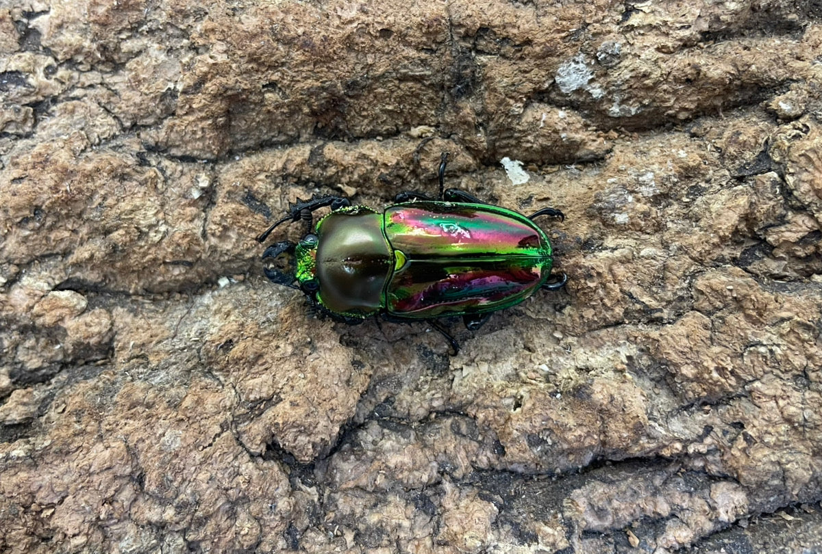 ニジイロクワガタ