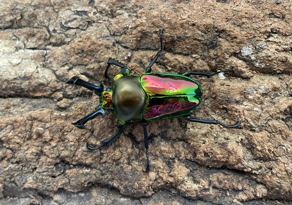 ニジイロクワガタ