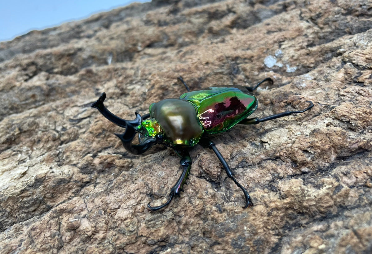 ニジイロクワガタ