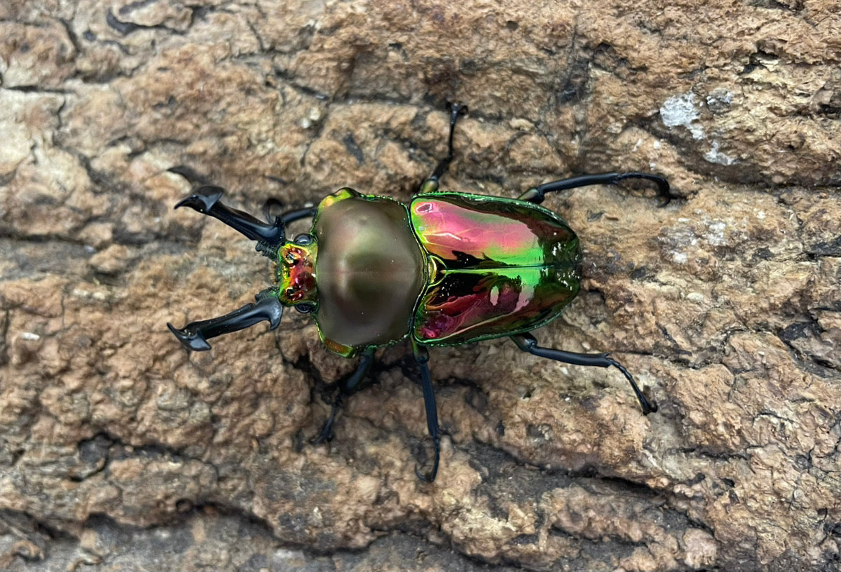 ニジイロクワガタ