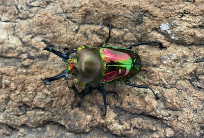ニジイロクワガタ