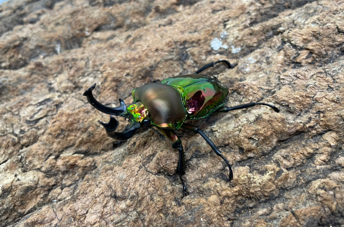 ニジイロクワガタ