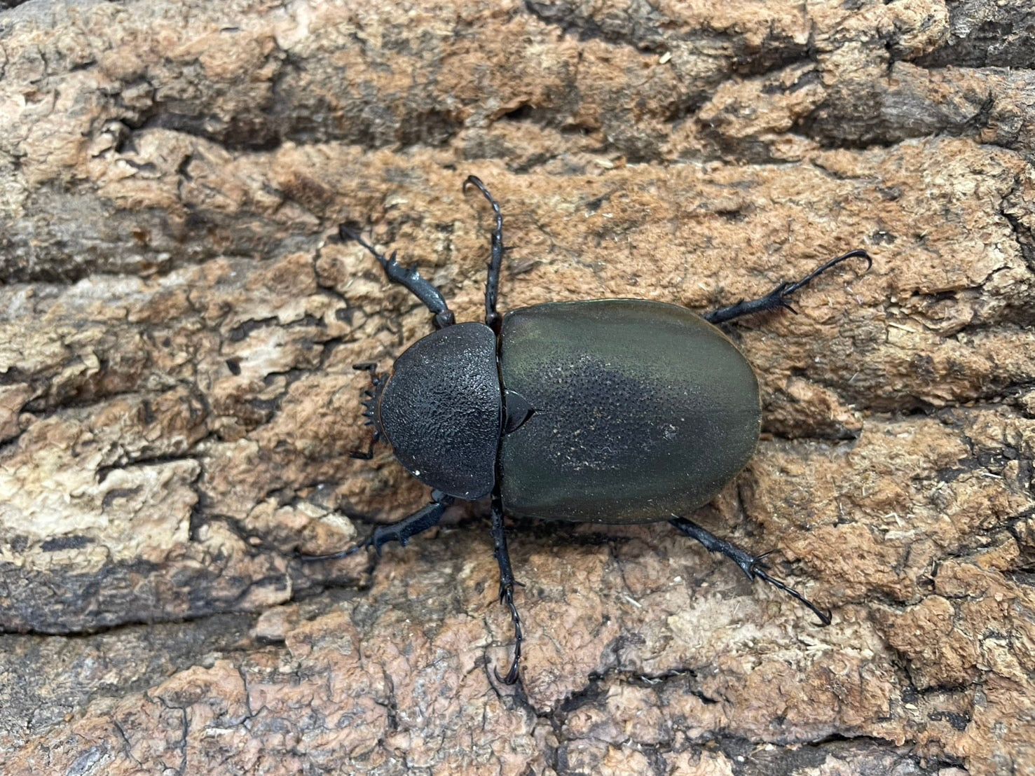 WD】アトラスオオカブト – INSECT SHOP KMY