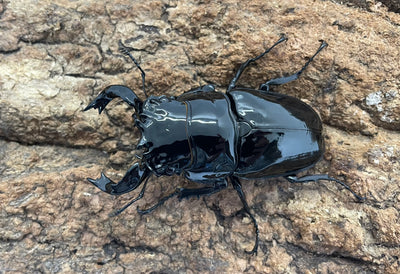 タランドゥスオオツヤクワガタ
