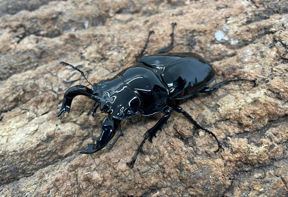 タランドゥスオオツヤクワガタ