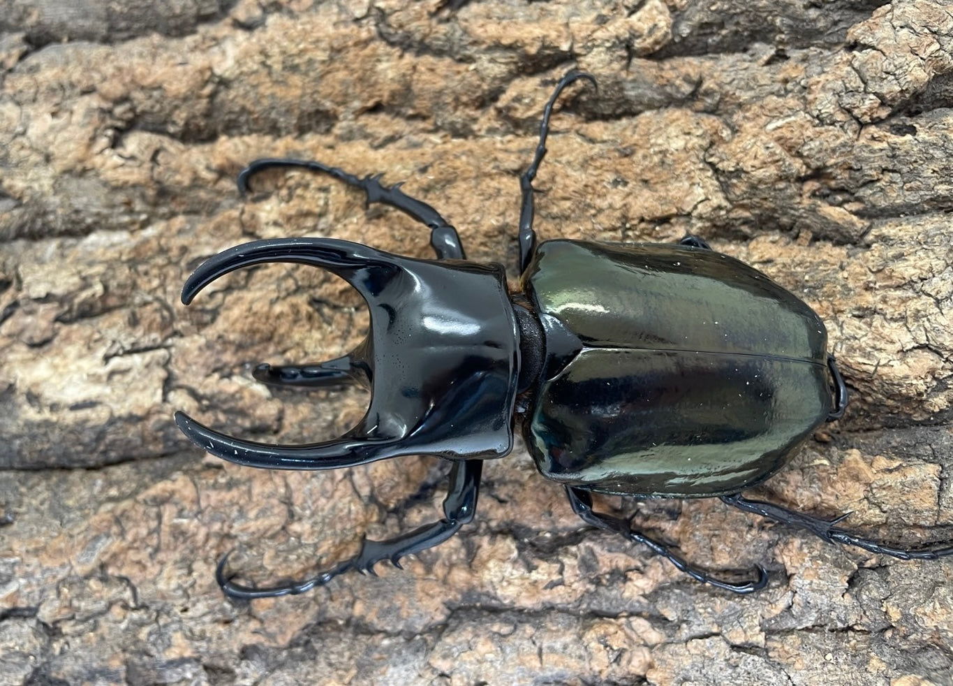 昆虫飼育、用品ならKMY｜カブトムシ、クワガタ買うならKMY