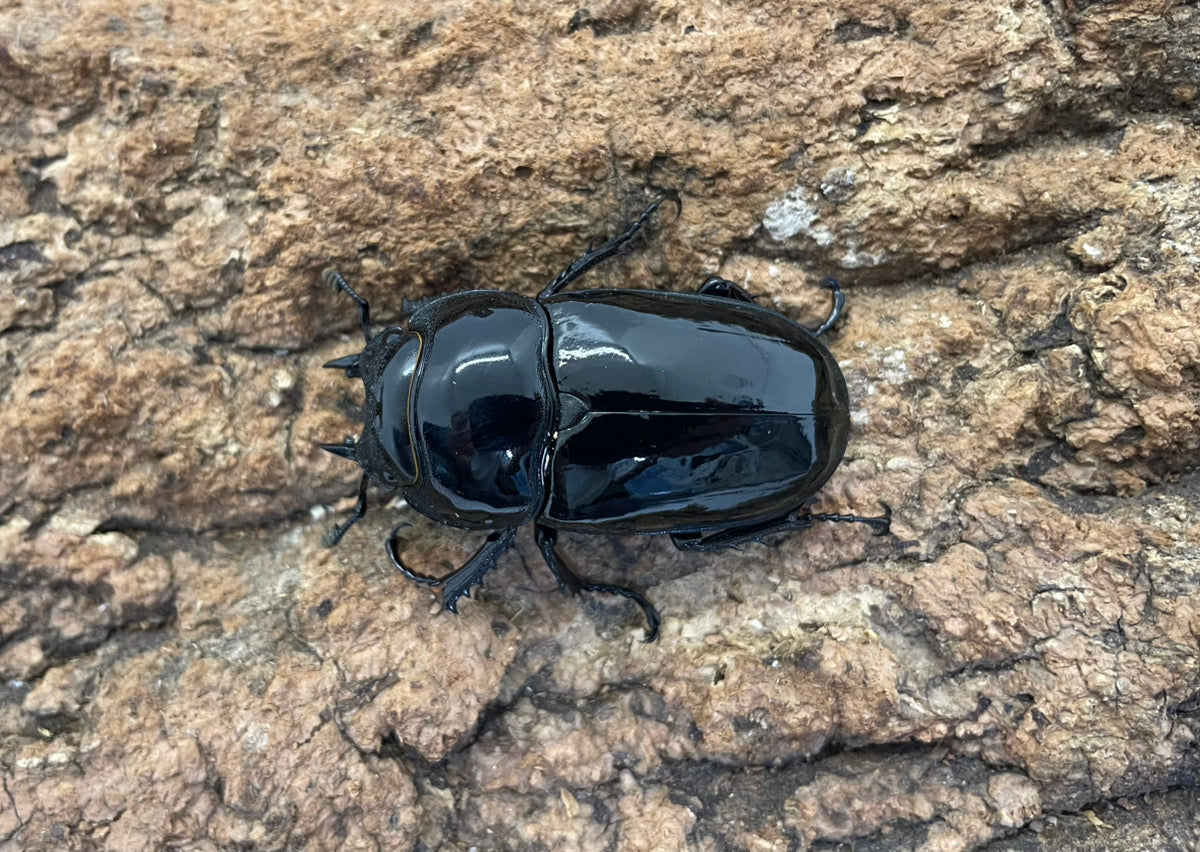 タランドゥスオオツヤクワガタ