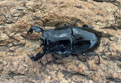 タランドゥスオオツヤクワガタ