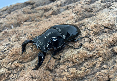 タランドゥスオオツヤクワガタ
