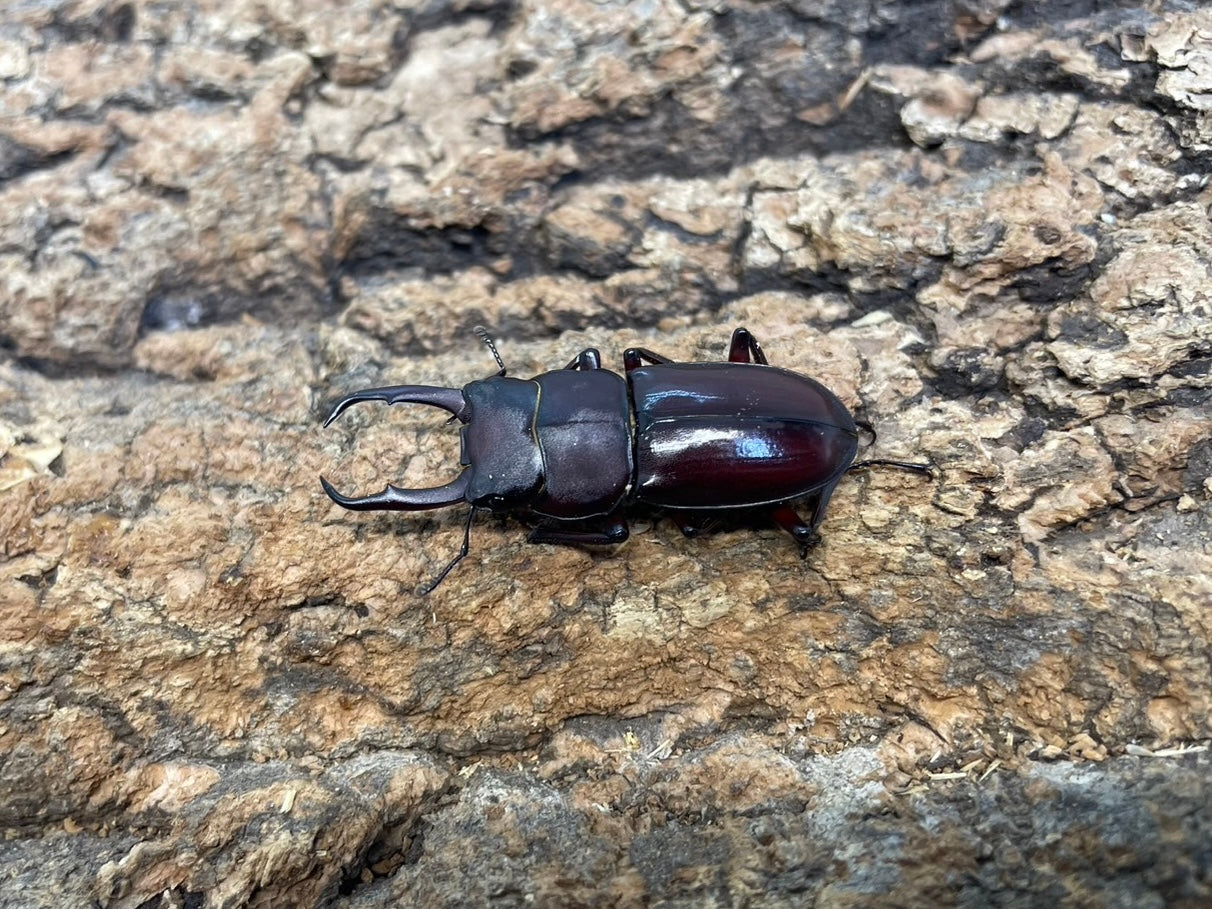 トカラコクワガタ – INSECT SHOP KMY