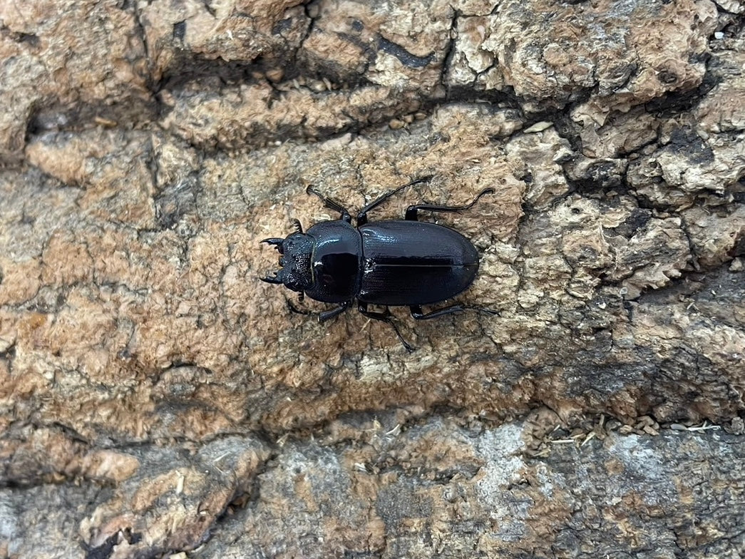 トカラコクワガタ – INSECT SHOP KMY