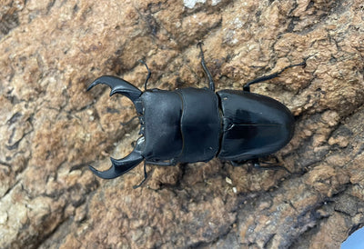 サキシマヒラタクワガタ