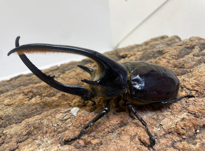 ネプチューンオオカブト