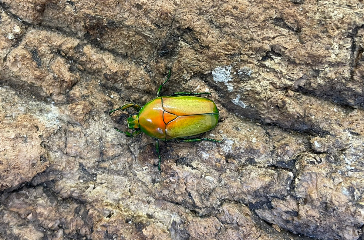 キヌホソカナブン