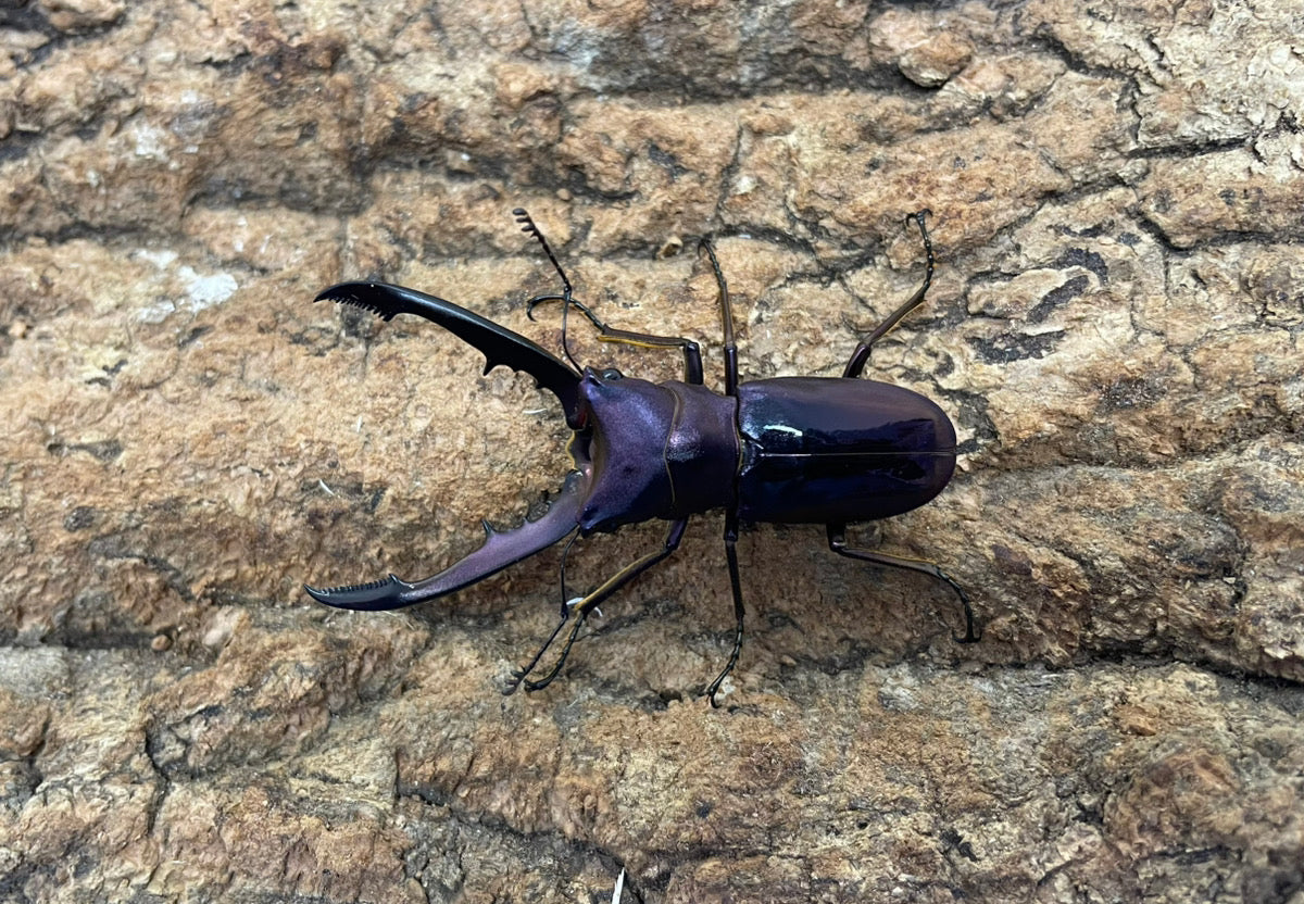 メタリフェルホソアカクワガタ