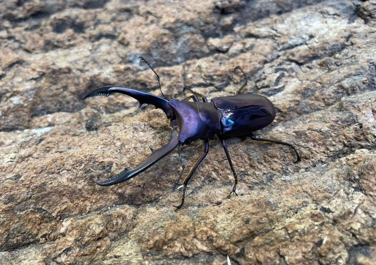 メタリフェルホソアカクワガタ