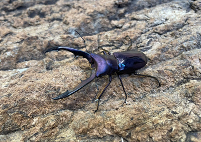メタリフェルホソアカクワガタ