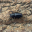 メタリフェルホソアカクワガタ