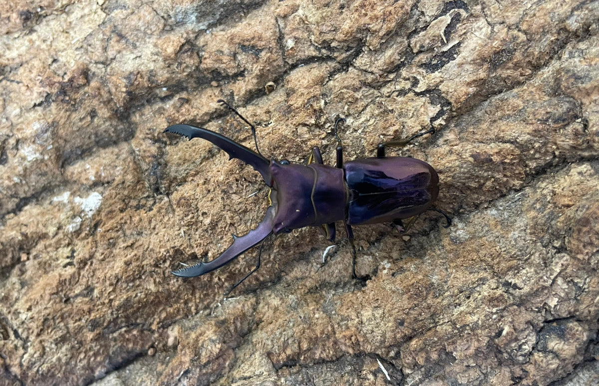 メタリフェルホソアカクワガタ