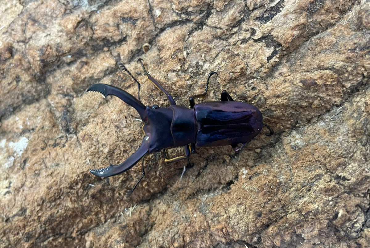 メタリフェルホソアカクワガタ