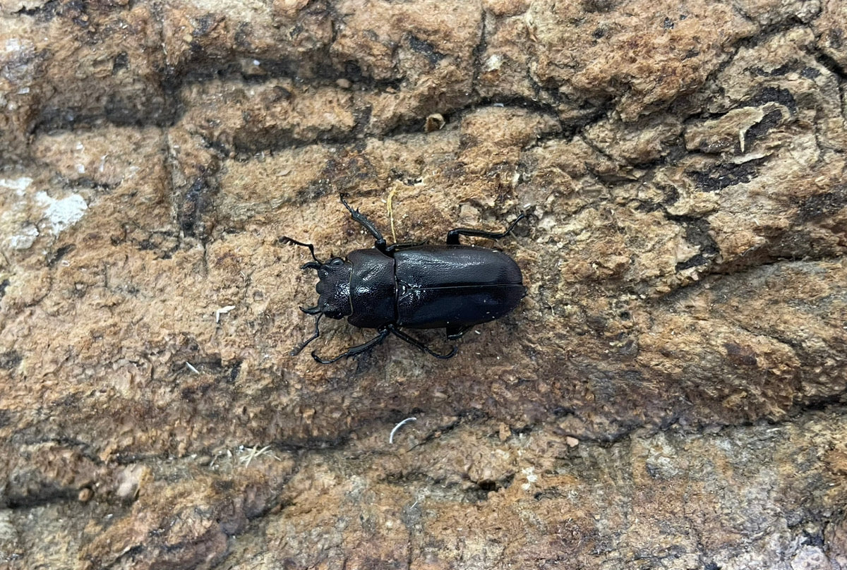 メタリフェルホソアカクワガタ
