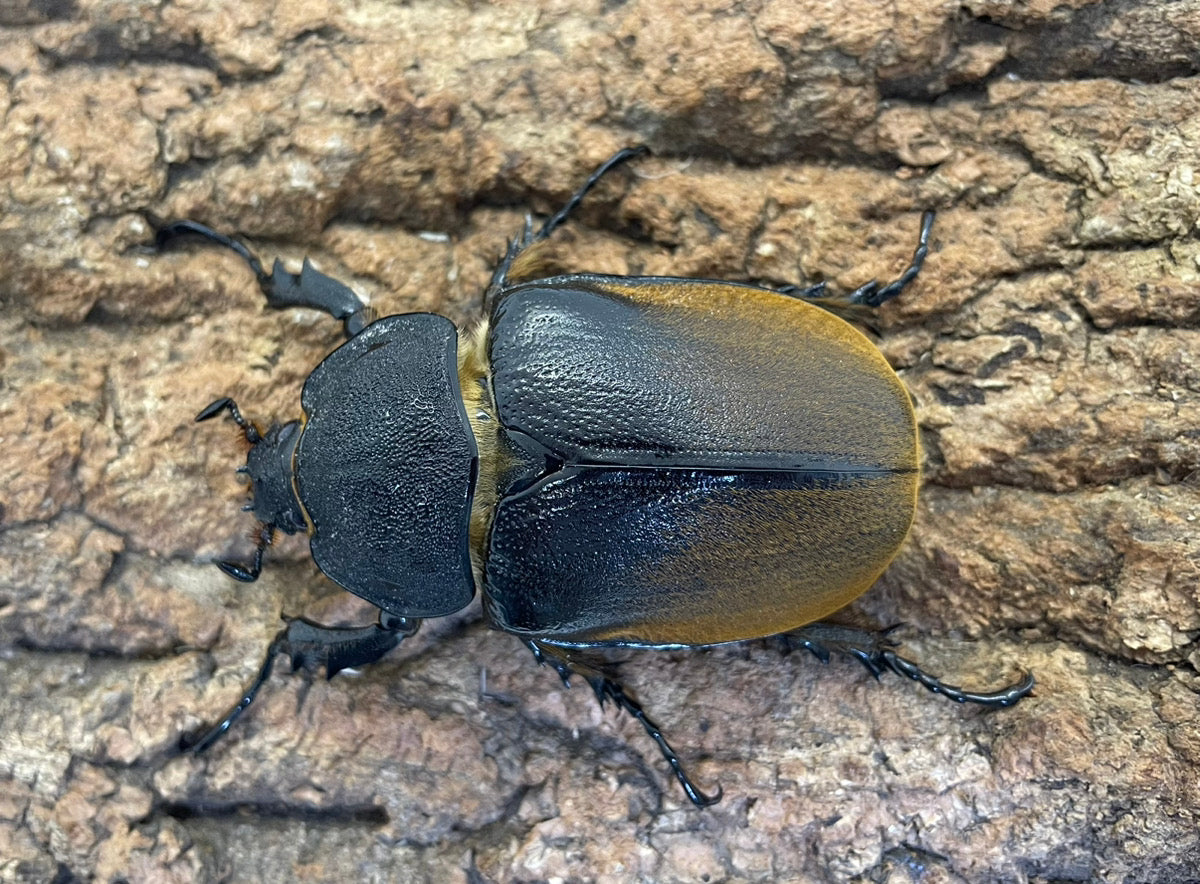 オキシデンタレゾウカブト