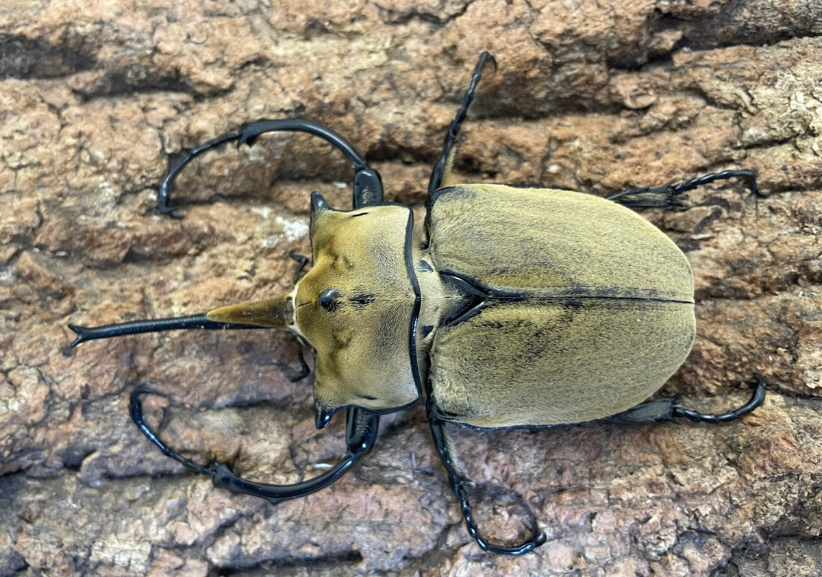 オキシデンタレゾウカブト