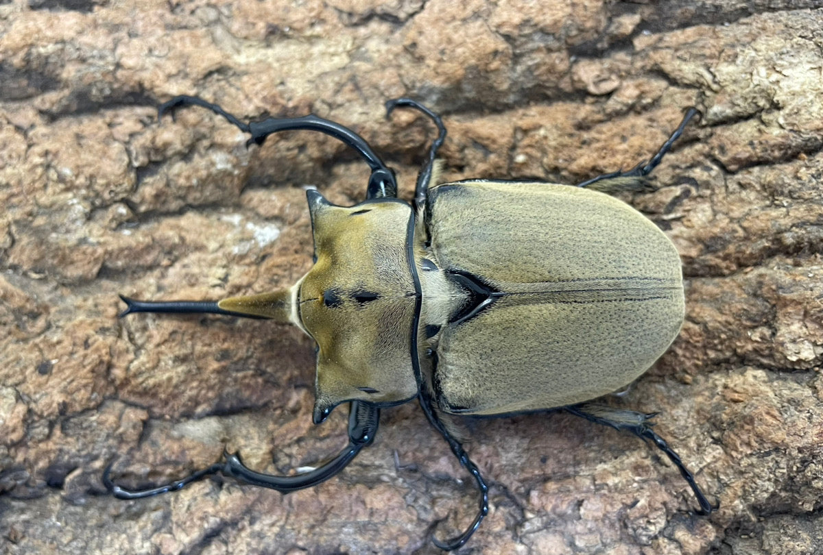 オキシデンタレゾウカブト