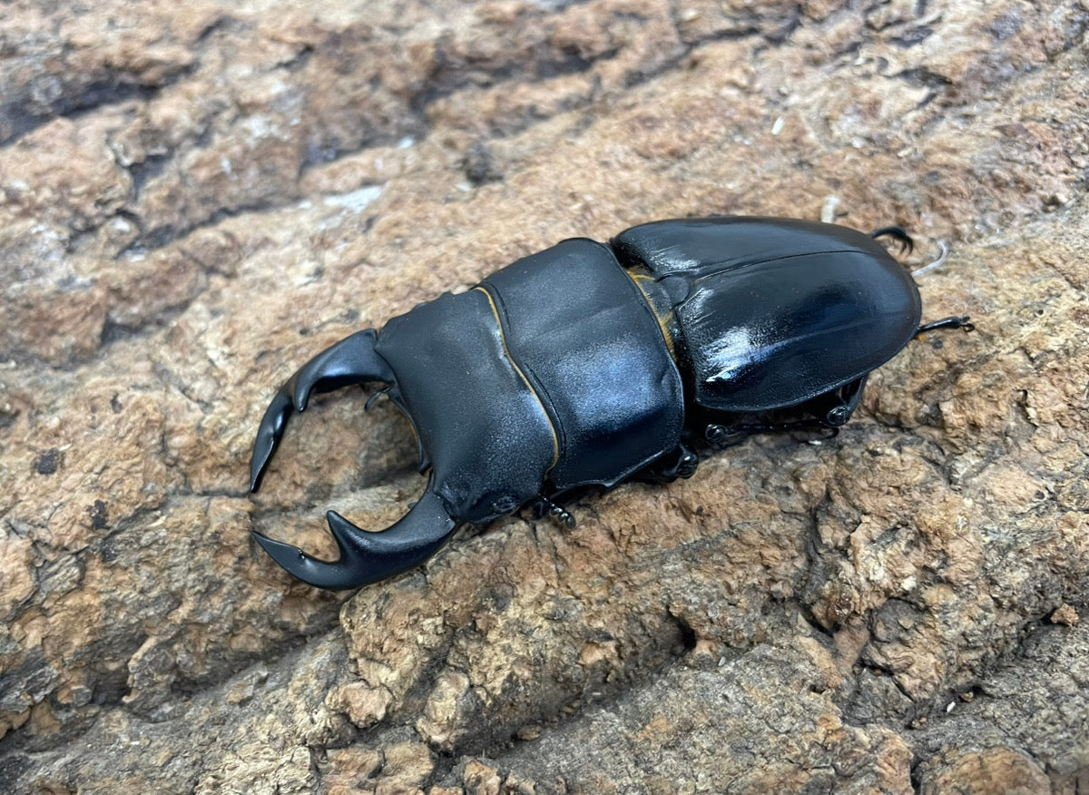 タイワンオオクワガタ