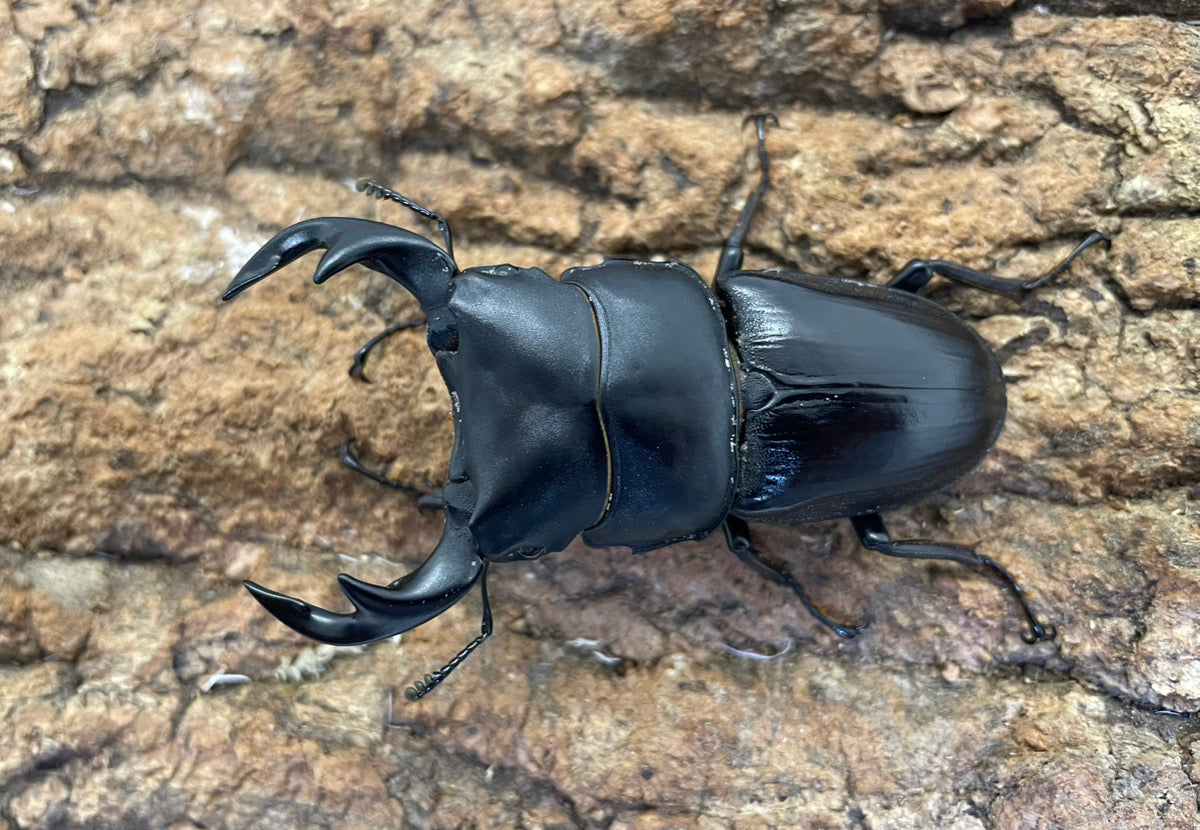 タイワンオオクワガタ