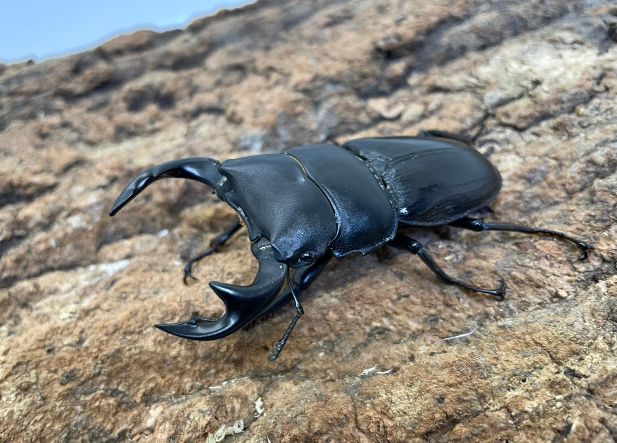 タイワンオオクワガタ