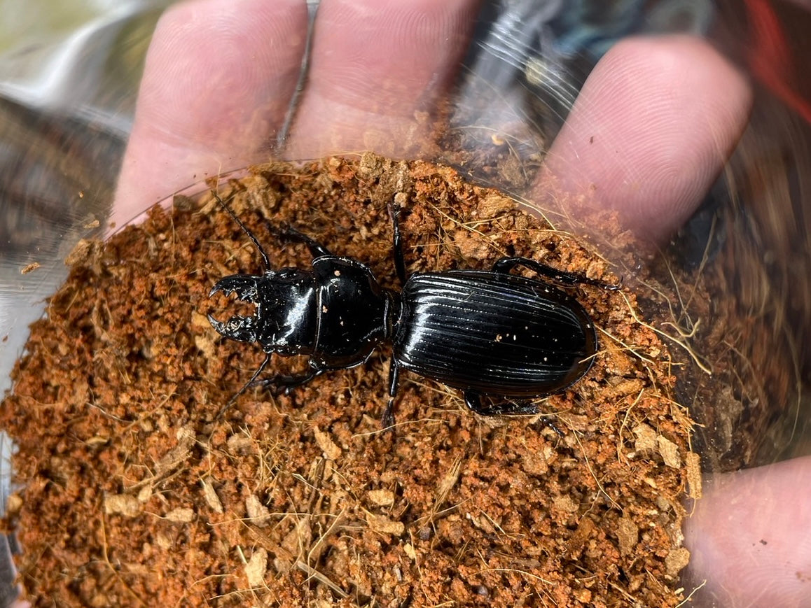 Japanese Insect. Shop WD – INSECT SHOP KMY