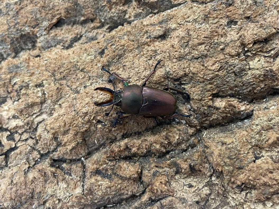 パプアキンイロクワガタ