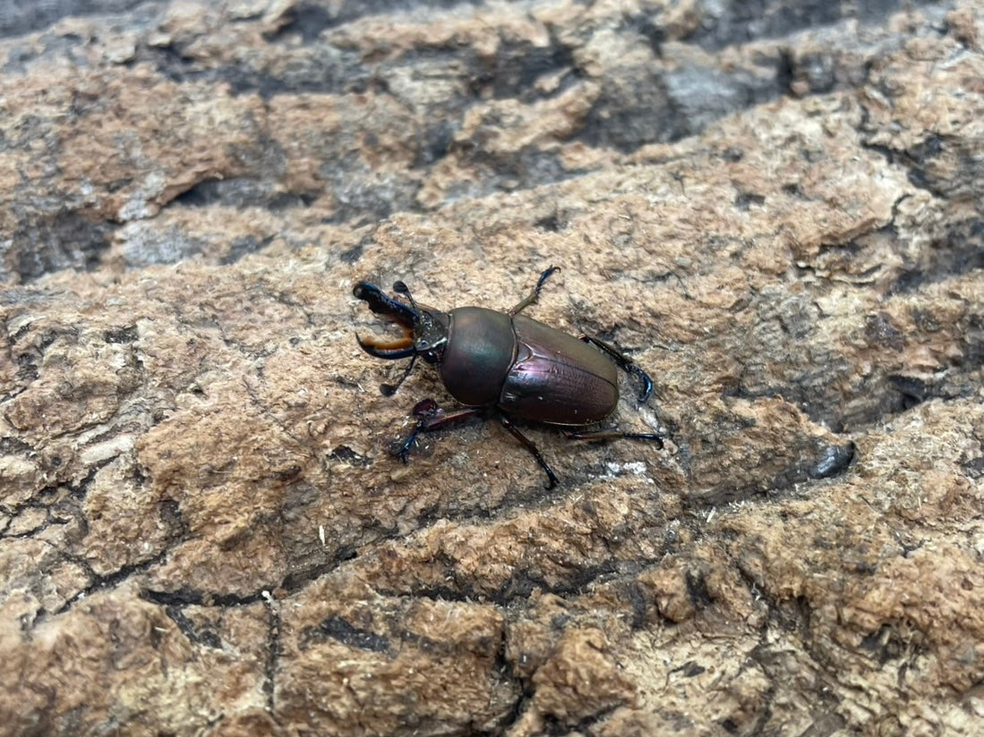 パプアキンイロクワガタ