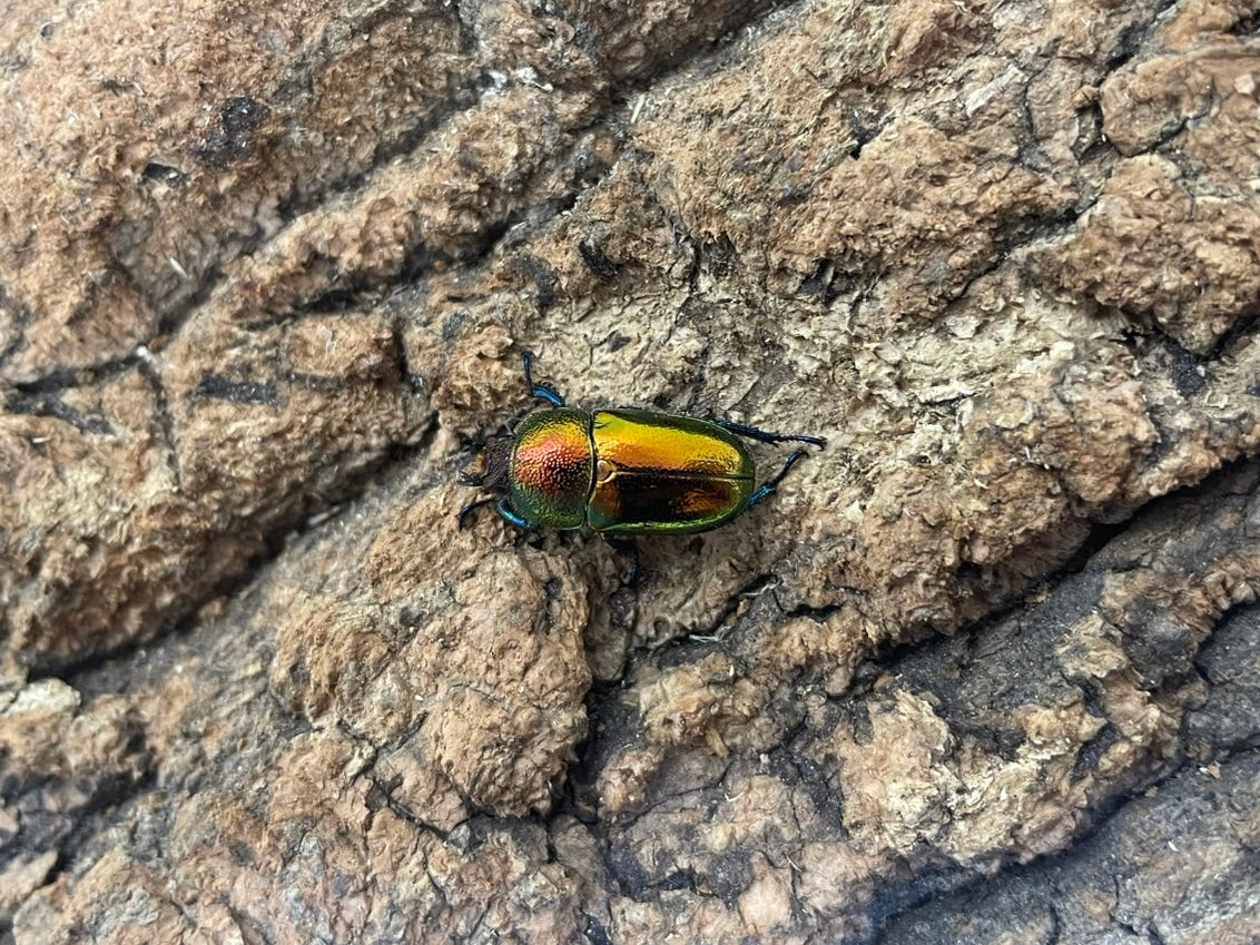 パプアキンイロクワガタ