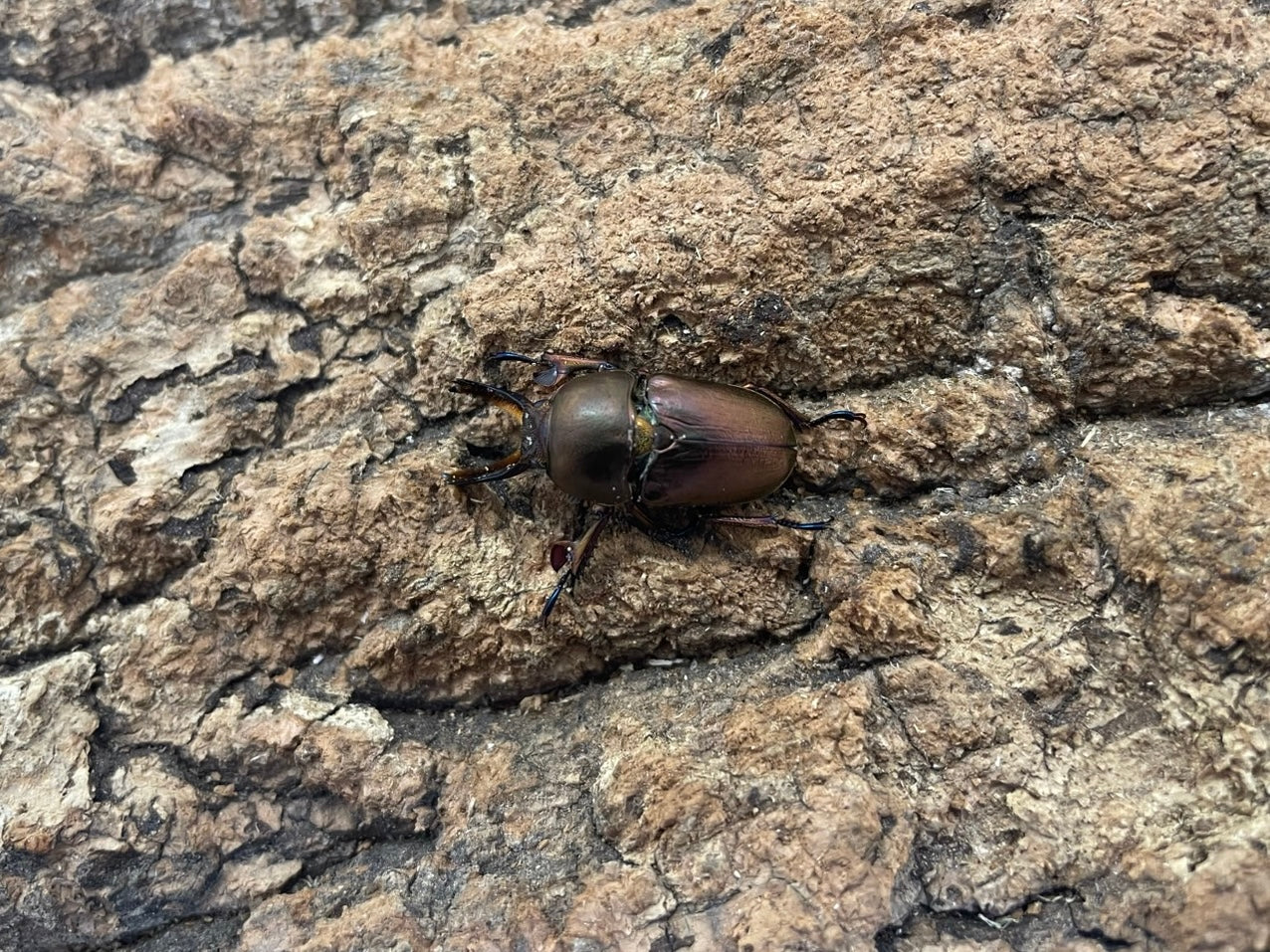 パプアキンイロクワガタ